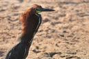 Rufescent Tiger-heron.