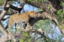 Leopard cub waits for mother to return
