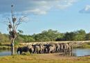Fish Eagle watching the Elephants bath.