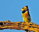 Crested Barbet