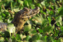 Paraguayan Caiman