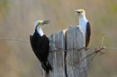 White Woodpecker.