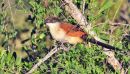 Burchell's Coucal