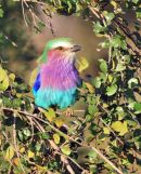 Lilac-breasted Roller