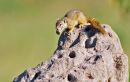Tree Squirrel with nut