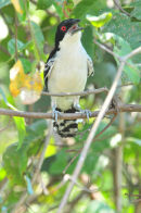 Great Antshrike.
