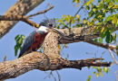 Ringed Kingfisher.