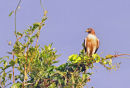 Roadside Hawk.