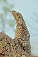 Great Potoo.