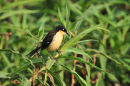 Black-capped Donacobius.