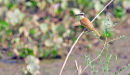 Great Kiskadee.