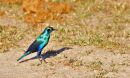 Greater Blue-eared Starling