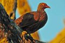 Swainson's Francolin