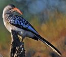 Red-billed Hornbill