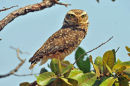 Burrowing Owl.