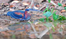 Agami Heron.