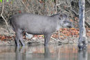 Brazilian Tapir.