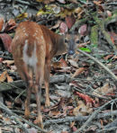 Red Brocket Deer.