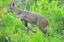 Bushbuck