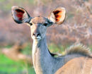 Kudu.