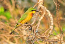 Little bee-eater.