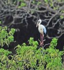 Asian Openbill