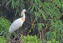 Eurasian Spoonbill