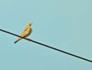 Paddyfield Pipit