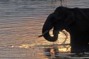 Indian Elephant