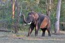 Indian Elephant