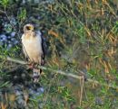 Crested Serpent Eagle