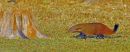 Stripe-necked Mongoose