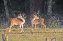 Spotted Deer