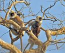 Southern Plains Grey Langur Family