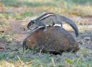 Three-striped Palm Squirrel