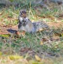 Three-striped Palm Squirrel