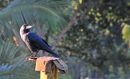 House Crow