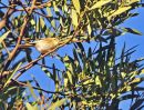 Greenish Warbler