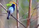Nilgiri Flycatcher