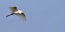 Cattle Egret