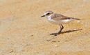Lesser Sand Plover
