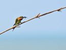 Blue-tailed Bee-eater with prey