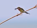Blue-tailed Bee-eater