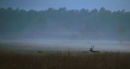Swamp Deer.