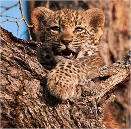 Leopard cub