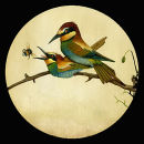 Mating Bee-Eaters