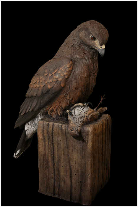 Harris Hawk