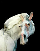 White Horse [Detail]