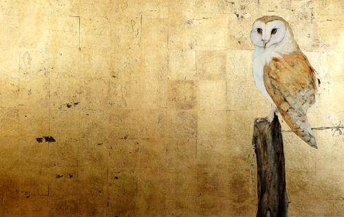 Barn Owl