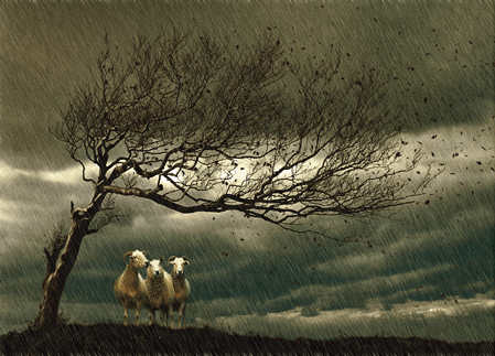 Storm Sheep